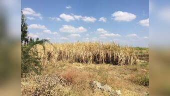 Sugarcane emerges as likely culprit in drought-hit Marathwada; growing cultivation of cash crop depleted groundwater