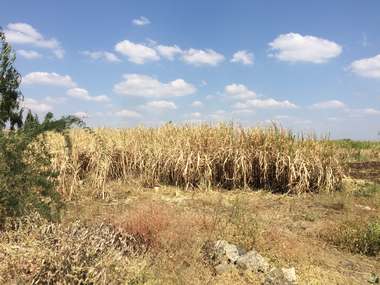 Sugarcane emerges as likely culprit in drought-hit Marathwada; growing cultivation of cash crop depleted groundwater Sugarcane emerges as likely culprit in drought-hit Marathwada; growing cultivation of cash crop depleted groundwater