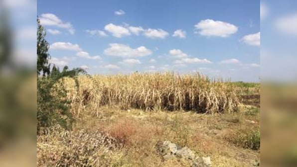 Sugarcane emerges as likely culprit in drought-hit Marathwada; growing cultivation of cash crop depleted groundwater
