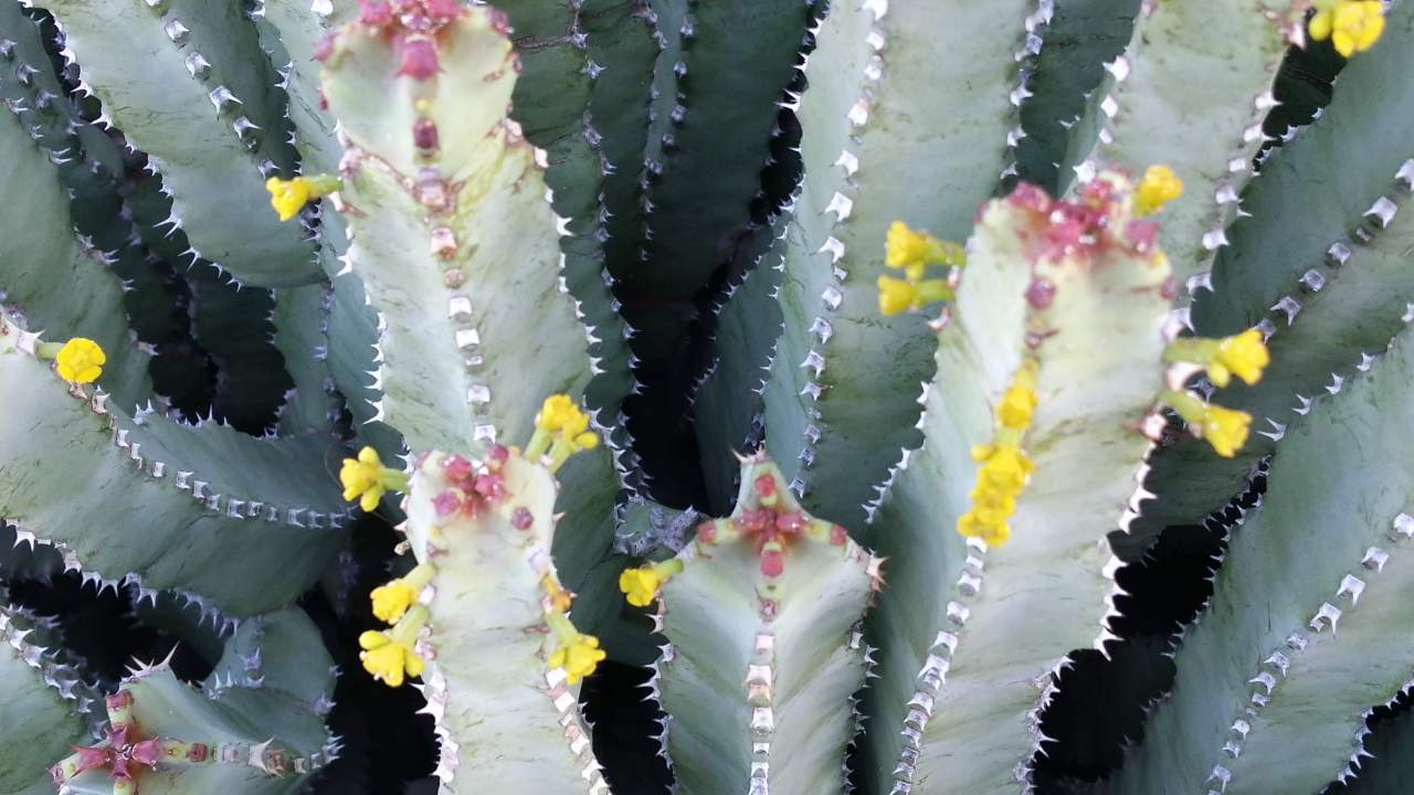 A super-spicy Moroccan cactus offers hope to end our dependence on opioids A super-spicy Moroccan cactus offers hope to end our dependence on opioids