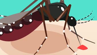 Potential treatment for chikungunya could be lurking in tamarind seeds: Study