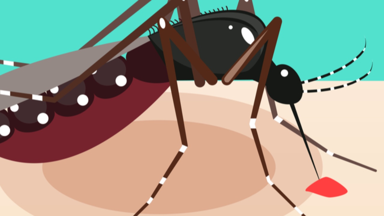 Potential treatment for chikungunya could be lurking in tamarind seeds: Study Potential treatment for chikungunya could be lurking in tamarind seeds: Study