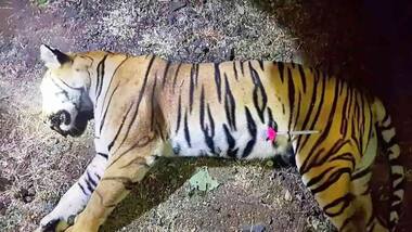 Tigress Avni's killing may have been foul play, forensic investigation reveals
