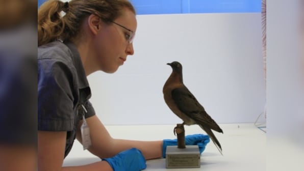 The Re-Origin of Species: Should extinct animals be given a second chance at life? A new book offers some answers