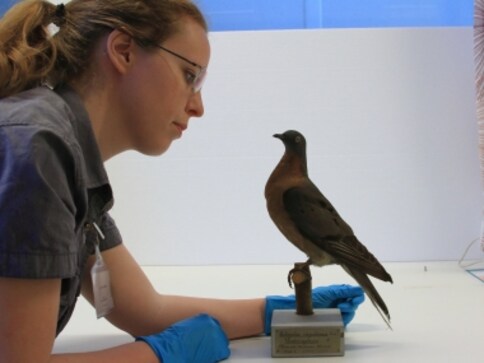 The Re-Origin of Species: Should extinct animals be given a second chance at life? A new book offers some answers The Re-Origin of Species: Should extinct animals be given a second chance at life? A new book offers some answers