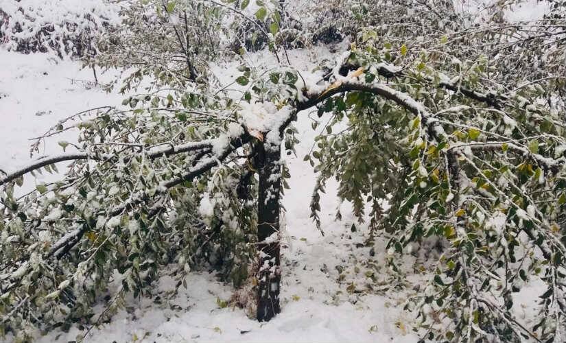 A damaged apple tree in snowfall in Kashmir Valley. The cost of a mature apple tree is about Rs 37,000 and that of a young is Rs 17,000. Yaseer Samir 