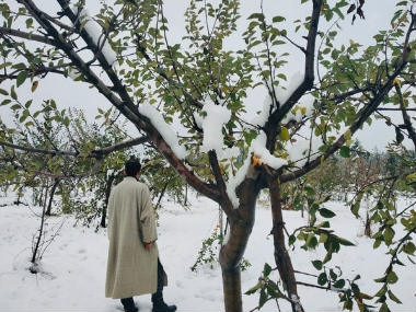 Apple-growers in Kashmir in dilemma after unseasonal snowfall destroys orchards across Valley; loss may touch Rs 1,000 crore Apple-growers in Kashmir in dilemma after unseasonal snowfall destroys orchards across Valley; loss may touch Rs 1,000 crore