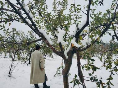 Apple-growers in Kashmir in dilemma after unseasonal snowfall destroys orchards across Valley; loss may touch Rs 1,000 crore