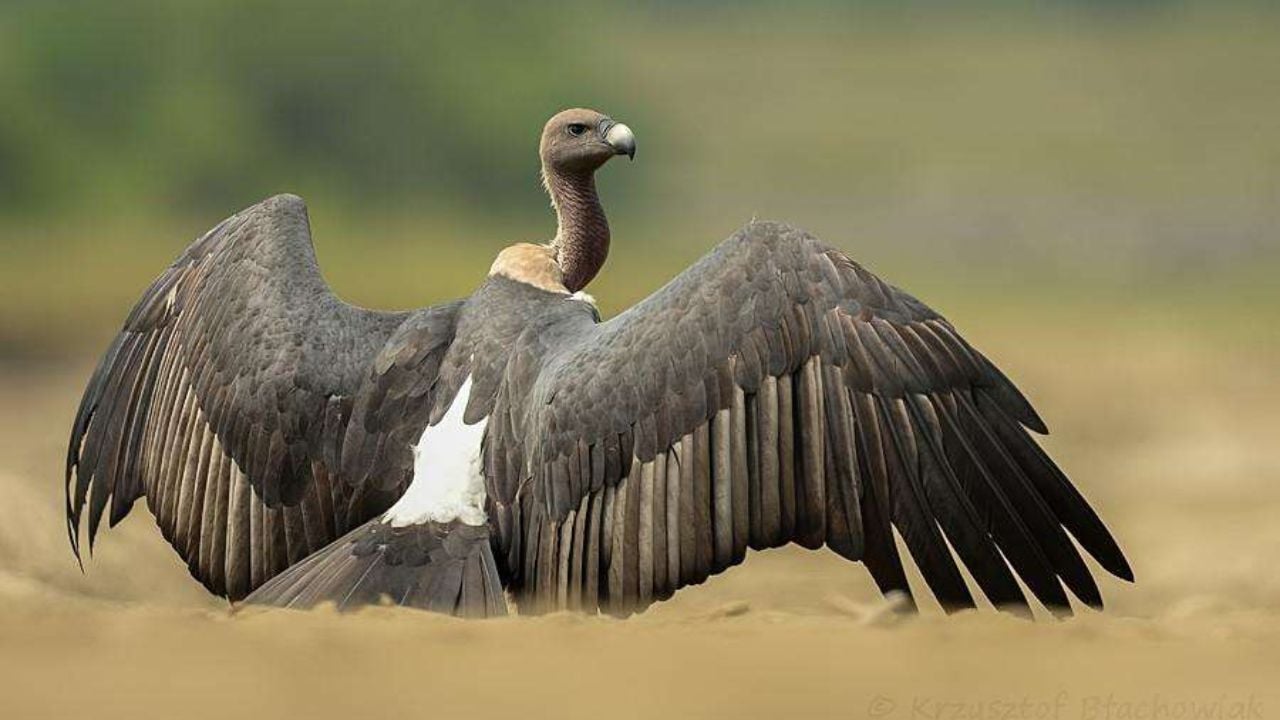 Eight critically-endangered Indian vultures to be released into the wild  next year- Technology News, Firstpost