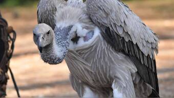 Eight critically-endangered Indian vultures to be released into the wild next year
