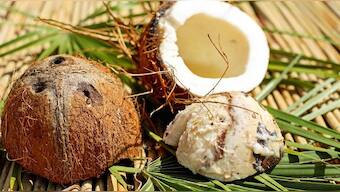 Coconut oil compounds better than DEET at preventing disease transmission: Report
