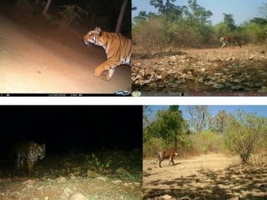 The Avni tigers are captured by camera traps. Pictures taken by Ankita Virmani