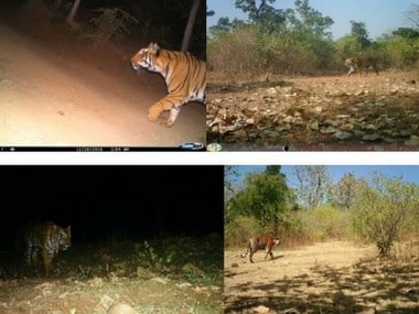 Photographic trap of the tiger Avni. Pictures provided by Ankita Virmani