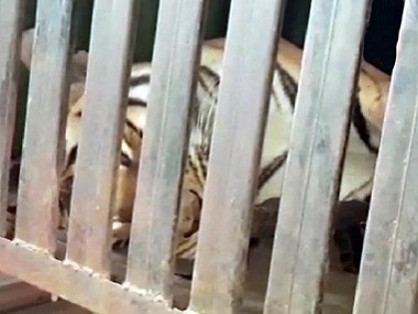 Tigress Avni's cubs spotted: Forest conservator says focus on rehabilitation in wild; learn from neighbouring states, say experts Tigress Avni's cubs spotted: Forest conservator says focus on rehabilitation in wild; learn from neighbouring states, say experts