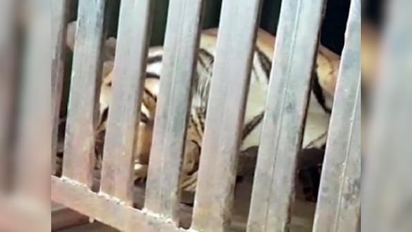 Avni's shooting: Marksman Shafat Ali Khan ready to face any inquiry into tigress' killing