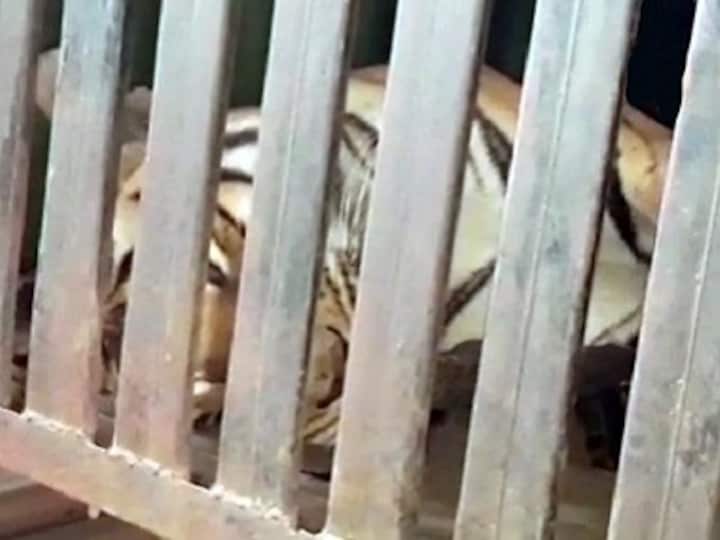 Avni's shooting: Marksman Shafat Ali Khan ready to face any inquiry into tigress' killing