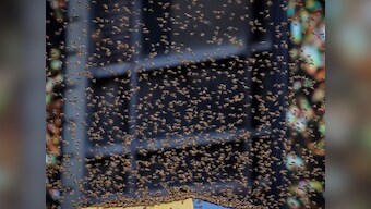'Stung' by beehive next to Jalore polling station, Rajasthan officials send homeowner stern notice
