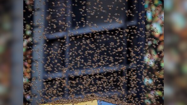 'Stung' by beehive next to Jalore polling station, Rajasthan officials send homeowner stern notice