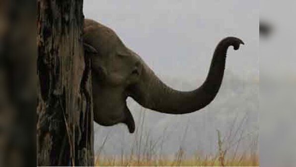 India's economic boom is killing elephants: Coordination at all levels is key to keeping pachyderms safe