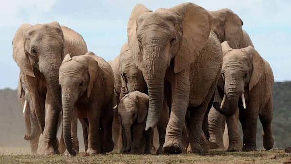 Poaching may have forced female elephants in Africa to evolve away their tusks