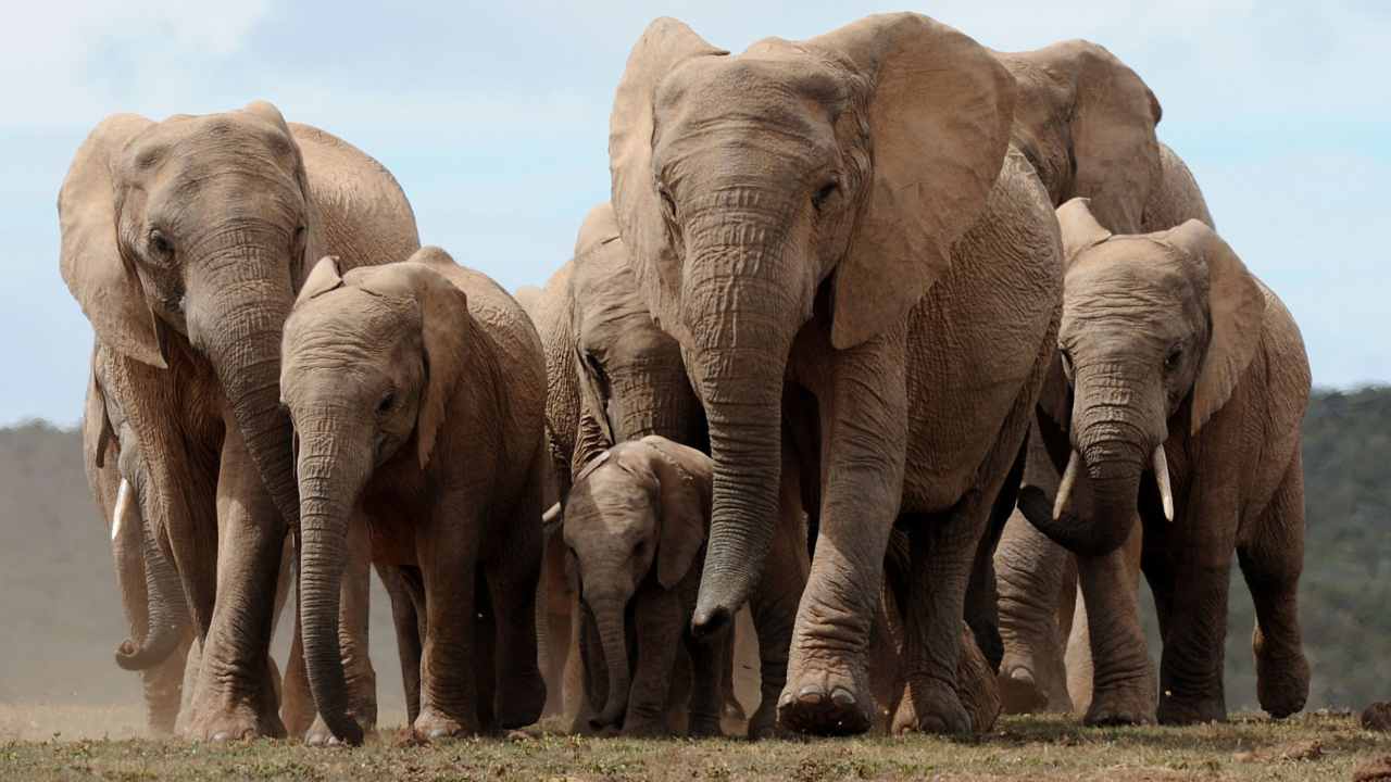 Poaching may have forced female elephants in Africa to evolve away their tusks Poaching may have forced female elephants in Africa to evolve away their tusks