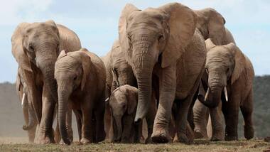 Poaching may have forced female elephants in Africa to evolve away their tusks
