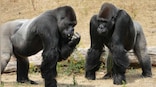 Ravens, great apes may plan using just experiences, without any active thinking