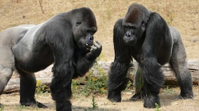 Ravens, great apes may plan using just experiences, without any active thinking
