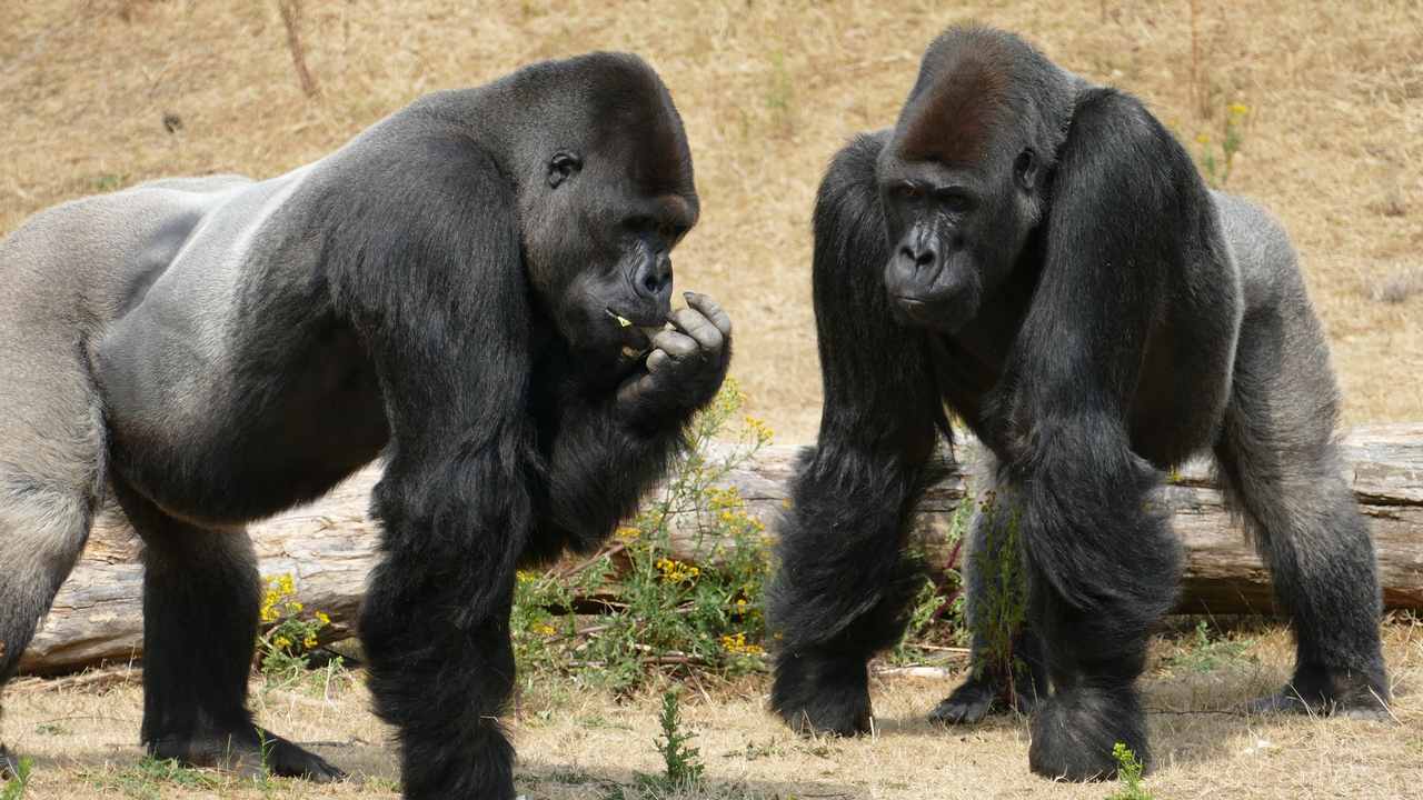 Gorilla rides a bicycle, throws it away after falling off; video leaves netizens in splits Gorilla rides a bicycle, throws it away after falling off; video leaves netizens in splits