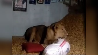 Lion enters farmer's house in Gujarat's Patla village, relaxes on heap of groundnuts; officials safely drive animal back to Gir forest