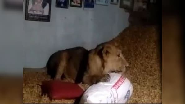 Lion enters farmer's house in Gujarat's Patla village, relaxes on heap of groundnuts; officials safely drive animal back to Gir forest