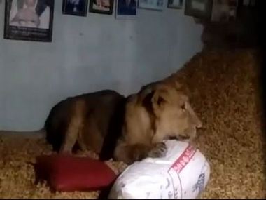 Lion enters farmer's house in Gujarat's Patla village, relaxes on heap of groundnuts; officials safely drive animal back to Gir forest Lion enters farmer's house in Gujarat's Patla village, relaxes on heap of groundnuts; officials safely drive animal back to Gir forest
