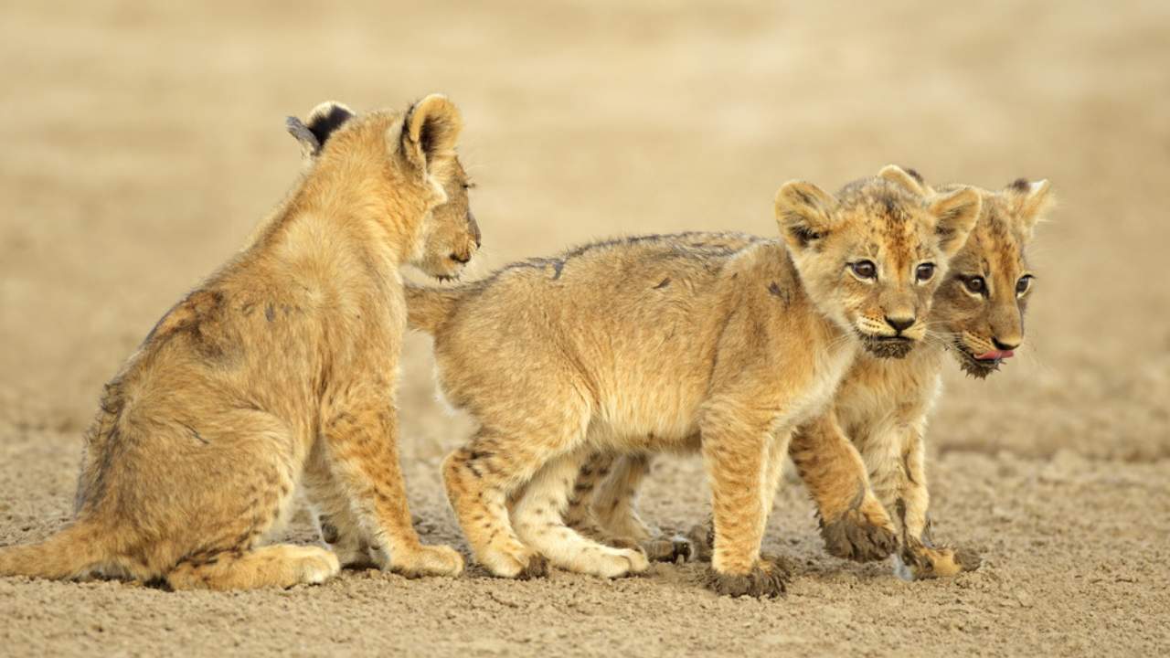 South African lion cubs born from artificial insemination in first for the species South African lion cubs born from artificial insemination in first for the species