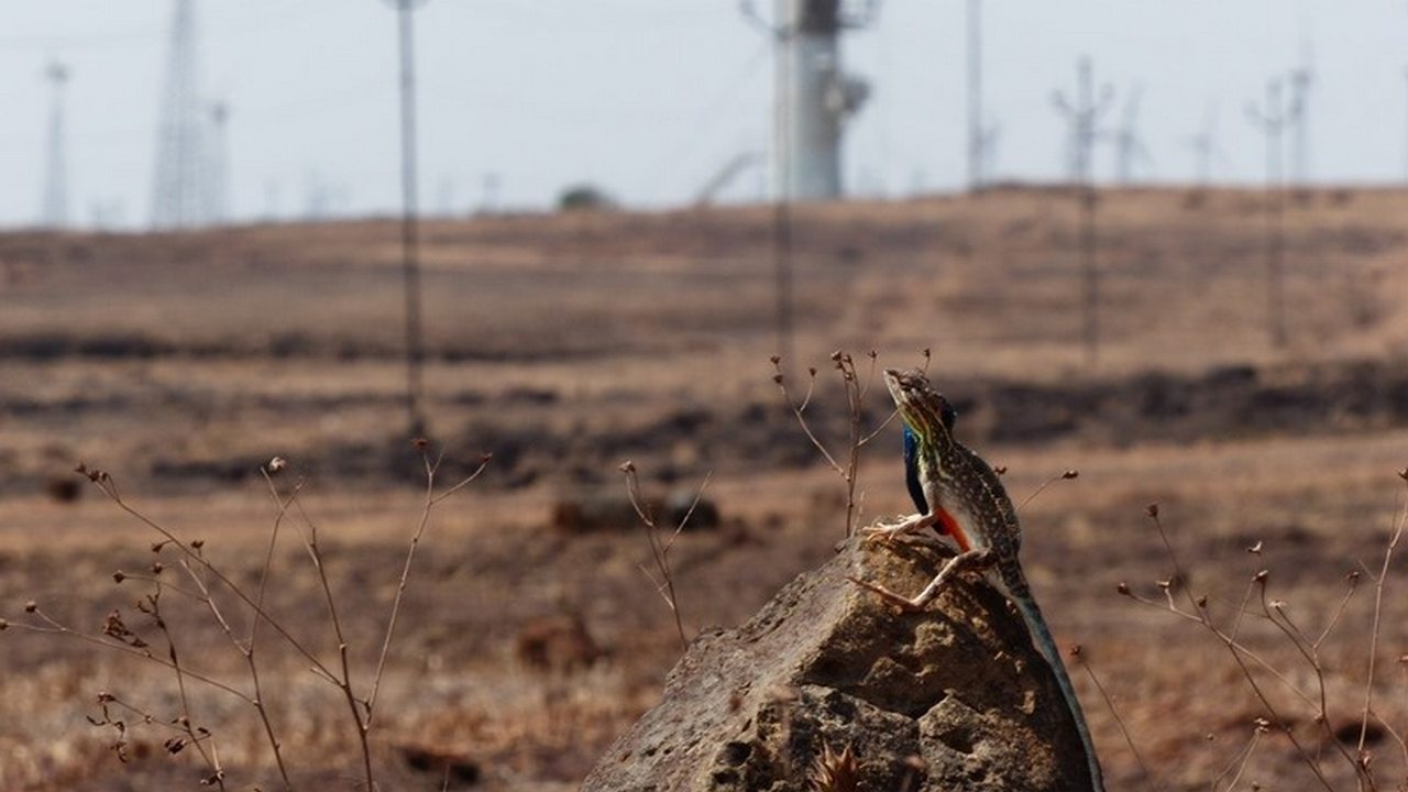 Wind farms to be blamed for rise in number of lizards in Western Ghats: Study Wind farms to be blamed for rise in number of lizards in Western Ghats: Study