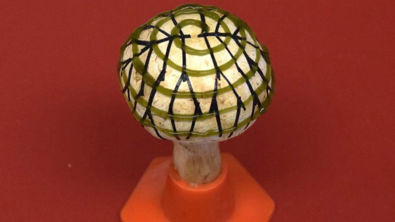 A button mushroom is embedded with 3D- printed graphene nanoribbons (in black), that collect electricity produce by 3D-printed cyanobacteria (in green). Image courtesy: Stevens Institute of Technology