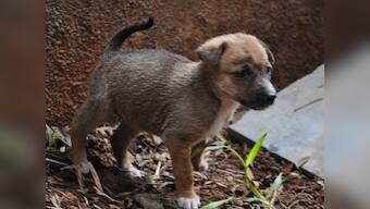 Two arrested in Kolkata for killing 16 puppies at hospital premises; multiple inquiries launched after animals found beaten to death