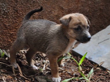 Four sleeping puppies set on fire in Hyderabad garbage dump; three dead, one injured Four sleeping puppies set on fire in Hyderabad garbage dump; three dead, one injured