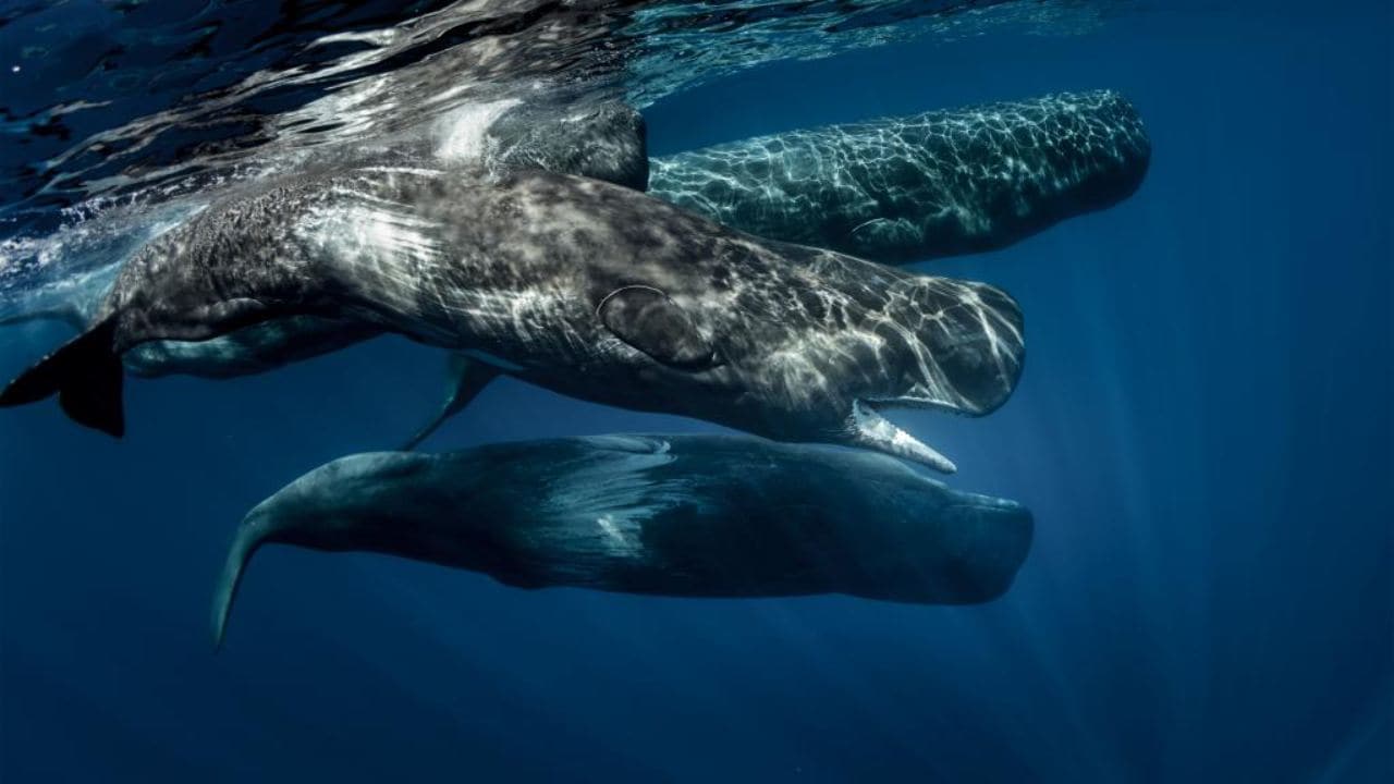 Investigadores encontraron varias docenas de orcas salvajemente distintas cerca del sur de Chile- Technology News, Firstpost