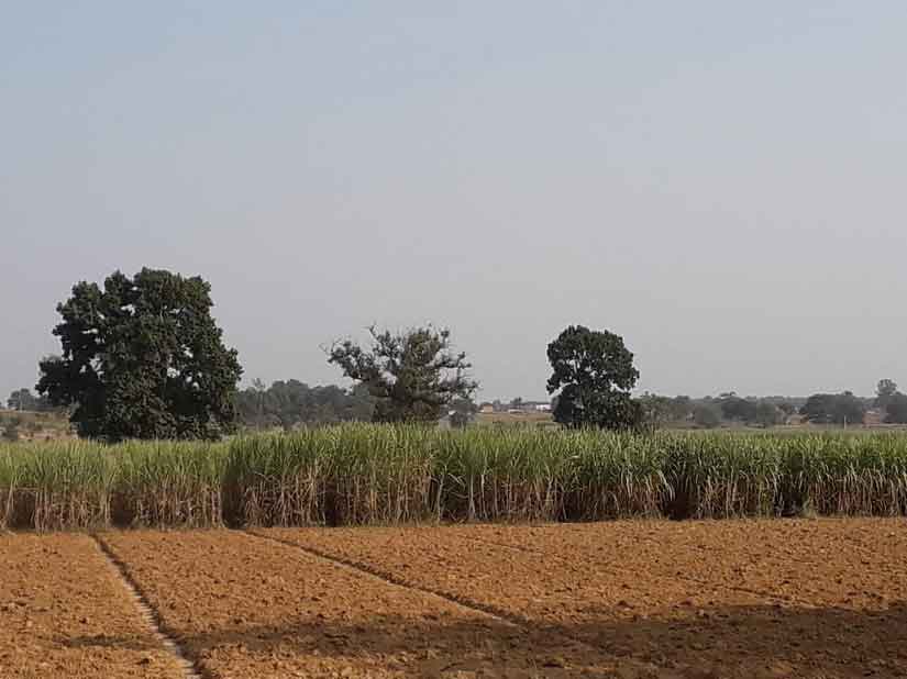 A sugarcane farm in Chhattisgarh's Surguja. Image Courtesy: Parth MN