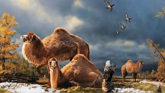 Earth's climate by year 2150 will compare to the climate 50 million years ago