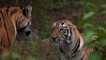 Doubling tiger population by 2022 unrealistic; experts cite scarce prey, rampant poaching