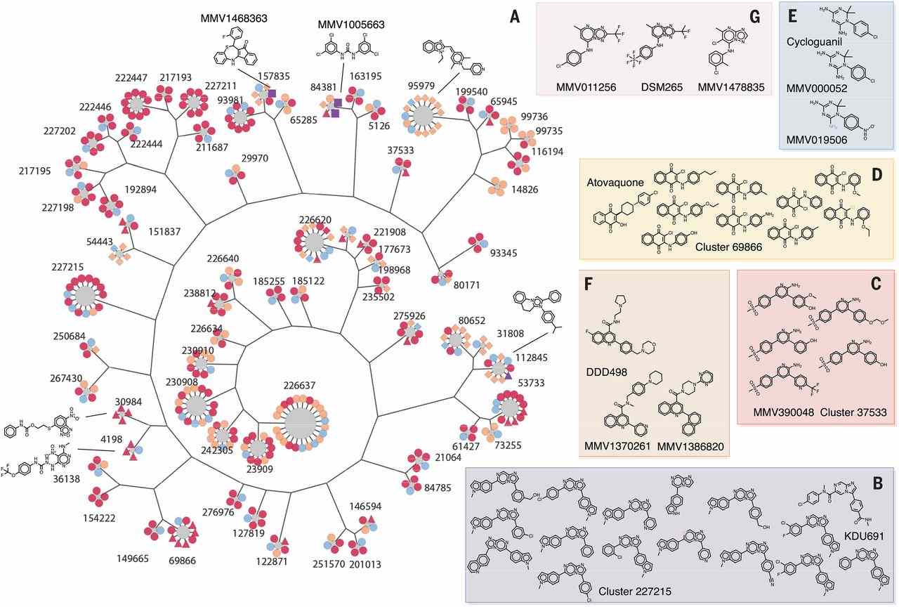 405 compounds from 68 clusters show promise_clusters of active compounds are shown in a hierarchical tree to highlight connections between groups of compounds. Image credit: Science