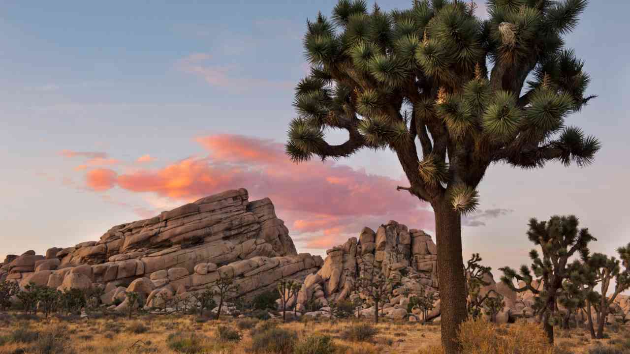 Sunset at Turtle Rock in Joshua Tree Park California_CC0 Flickr