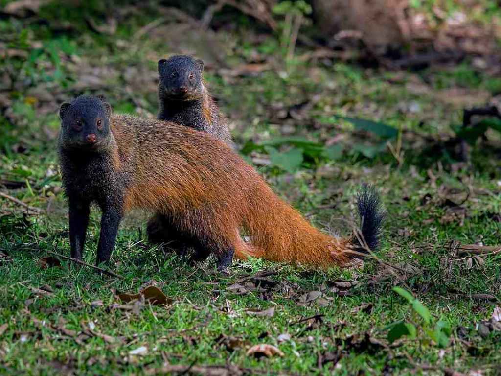 2018 in Wildlife: Gir lions, 'man-eater' Avni, dead elephants echo drumbeats of doom- Technology News, Firstpost 2018 in Wildlife: Gir lions, 'man-eater' Avni, dead elephants echo drumbeats of doom- Technology News, Firstpost