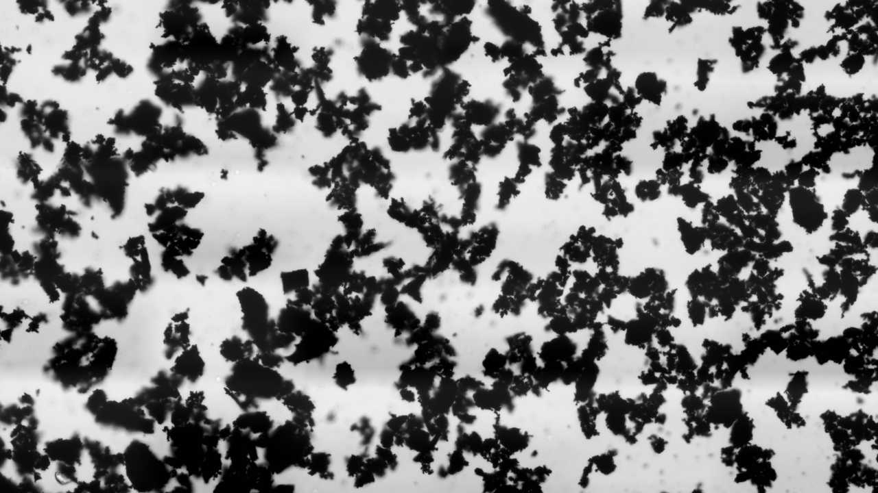Activated charcoal (carbon) powder under a brightfield microscope. Image: Wikimedia Commons