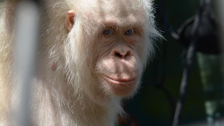 Alba the albino orangutan returned to the wild after 20 months of rehabilitation