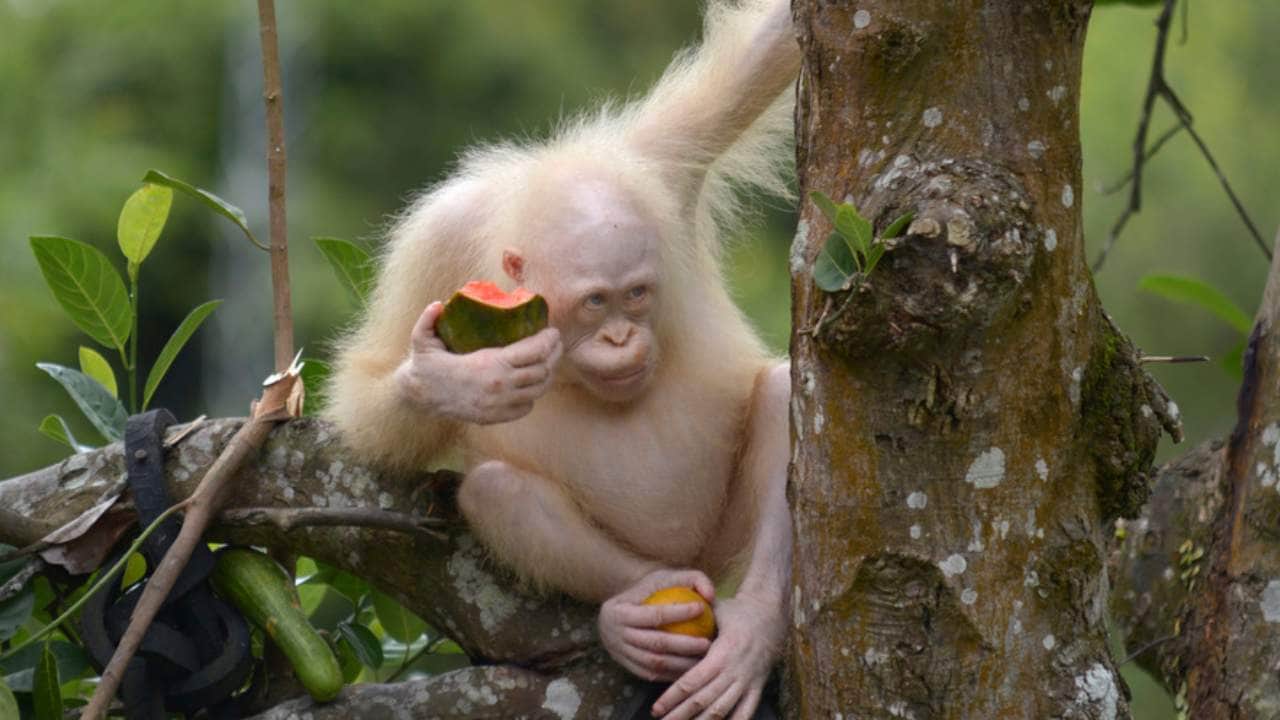 Alba the albino orangutan returned to the wild after 20 months of rehabilitation