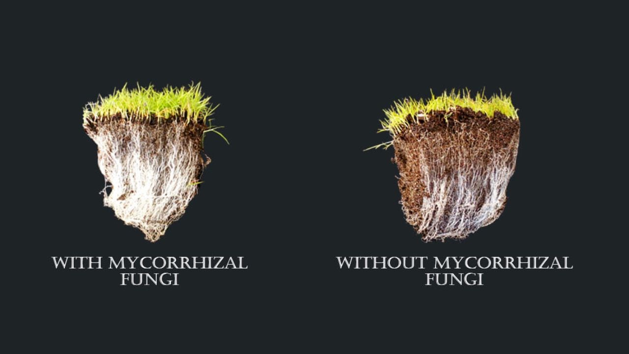 An example of growth benefits with and without mycorrhizal fungi. Image credit: Pennington University