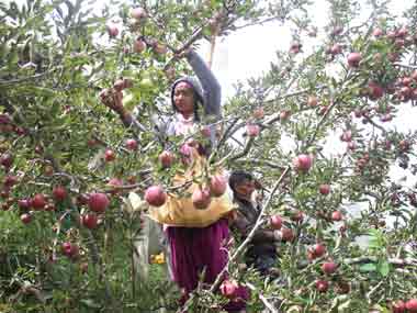 Apple growers in Himachal Pradesh face bleak future as traditional crop varieties fail to bear brunt of climate change Apple growers in Himachal Pradesh face bleak future as traditional crop varieties fail to bear brunt of climate change