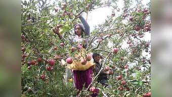 Apple growers in Himachal Pradesh face bleak future as traditional crop varieties fail to bear brunt of climate change